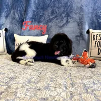 Fancy, a female Newfoundland for sale in Cortez, CO – Photo 6 of 9