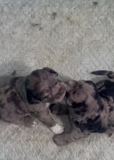 Moon, a male Cockapoo for sale in Memphis, TN – 4 of 4