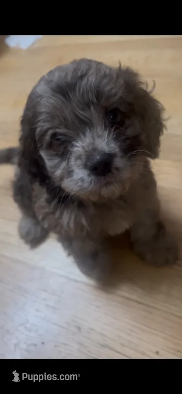 Sparkle – Cockapoo puppy for sale in Memphis, TN
