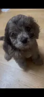 Sparkle, a female Cockapoo for sale in Memphis, TN – 1 of 4