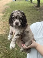 Moon, a male Cockapoo for sale in Memphis, TN – 1 of 4