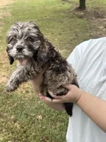 Sparkle, a female Cockapoo for sale in Memphis, TN – 3 of 4