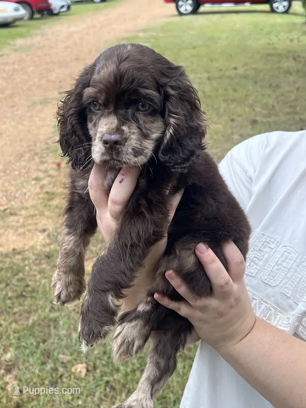 Rolo – Cockapoo puppy for sale in Memphis, TN