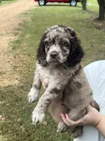 Moon, a male Cockapoo for sale in Memphis, TN – 2 of 4