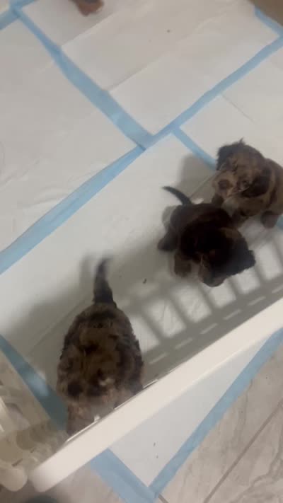 Moon, a male Cockapoo for sale in Memphis, TN – 3 of 4
