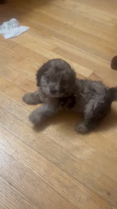 Sparkle, a female Cockapoo for sale in Memphis, TN – 4 of 4