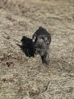 Ruger, a male French Bulldog for sale in Pardeeville, WI – Photo 6 of 7