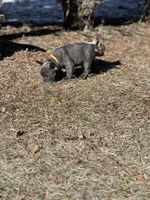 Ruger, a male French Bulldog for sale in Pardeeville, WI – Photo 7 of 7