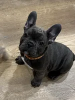 Ruger, a male French Bulldog for sale in Pardeeville, WI – Photo 3 of 7