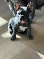 Ruger, a male French Bulldog for sale in Pardeeville, WI – Photo 1 of 7