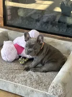 Ruger, a male French Bulldog for sale in Pardeeville, WI – Photo 5 of 7