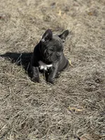Ruger, a male French Bulldog for sale in Pardeeville, WI – Photo 2 of 7