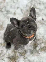 Ruger, a male French Bulldog for sale in Pardeeville, WI – Photo 4 of 7