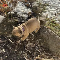 Dorothy , a female French Bulldog for sale in Pardeeville, WI – Photo 7 of 7