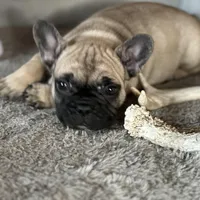 Dorothy , a female French Bulldog for sale in Pardeeville, WI – Photo 4 of 7