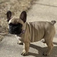 Dorothy , a female French Bulldog for sale in Pardeeville, WI – Photo 1 of 7