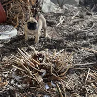 Dorothy , a female French Bulldog for sale in Pardeeville, WI – Photo 6 of 7