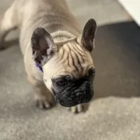 Dorothy , a female French Bulldog for sale in Pardeeville, WI – Photo 3 of 7