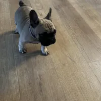 Dorothy , a female French Bulldog for sale in Pardeeville, WI – Photo 5 of 7