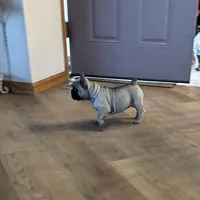 Dorothy , a female French Bulldog for sale in Pardeeville, WI – Photo 2 of 7