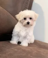 Tessa, a female Morkie for sale in Beebe, AR – 3 of 6