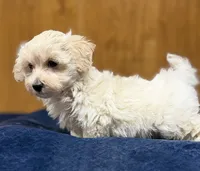 Sterling , a male Morkie for sale in Beebe, AR – 2 of 7