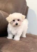 Tessa, a female Morkie for sale in Beebe, AR – 4 of 6