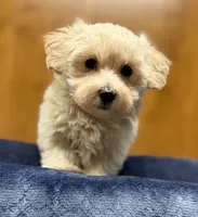 Sterling , a male Morkie for sale in Beebe, AR – 5 of 7