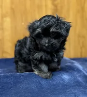 Winston, a male Morkie for sale in Beebe, AR – 5 of 6