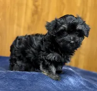 Winston, a male Morkie for sale in Beebe, AR – 3 of 6