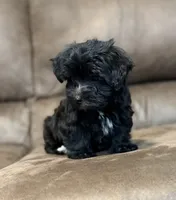 Eleanor, a female Morkie for sale in Beebe, AR – 4 of 10