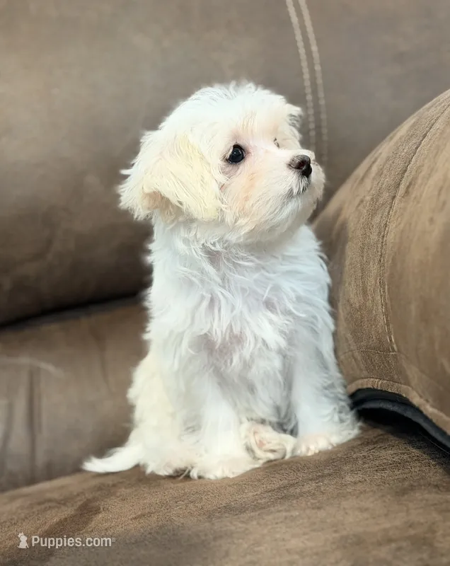 Annie – Morkie puppy for sale in Beebe, AR