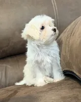 Annie, a female Morkie for sale in Beebe, AR – 1 of 7