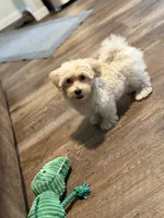 Sterling, a male Morkie for sale in Beebe, AR – 7 of 10