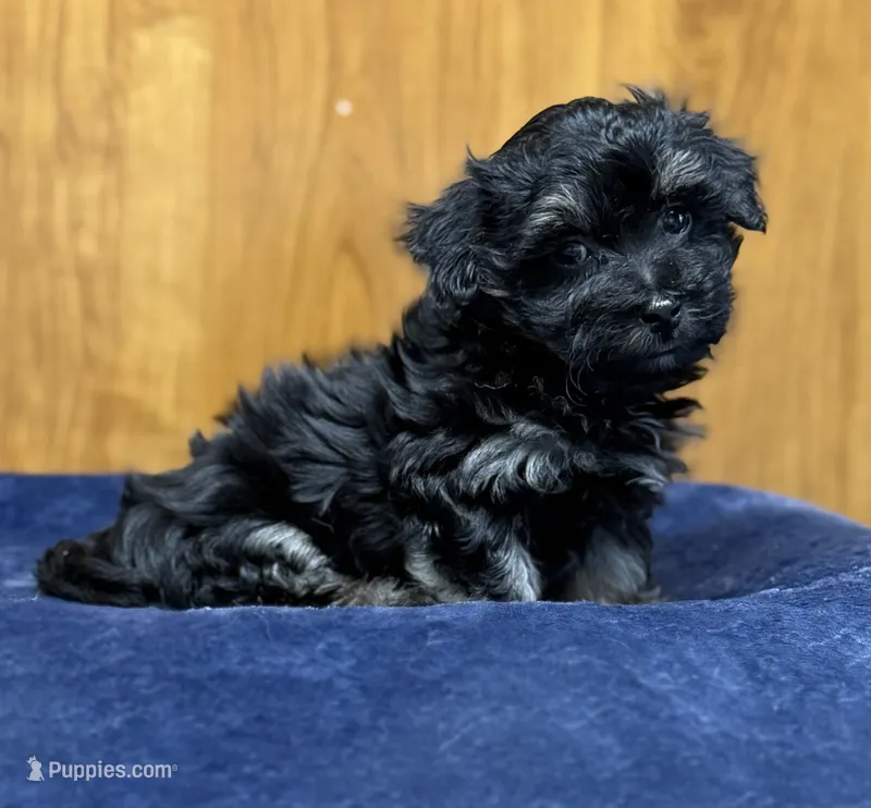 Winston – Morkie puppy for sale in Beebe, AR