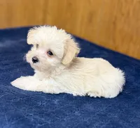 Theo, a male Morkie for sale in Beebe, AR – 5 of 5