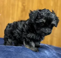 Winston, a male Morkie for sale in Beebe, AR – 2 of 6