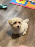 Sterling, a male Morkie for sale in Beebe, AR – 6 of 10