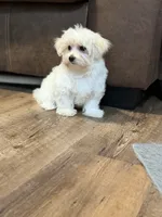 Tessa, a female Morkie for sale in Beebe, AR – 6 of 6