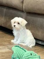 Annie, a female Morkie for sale in Beebe, AR – 4 of 7