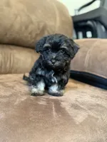 Winston, a male Morkie for sale in Beebe, AR – 6 of 6