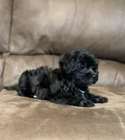 Eleanor, a female Morkie for sale in Beebe, AR – 8 of 10