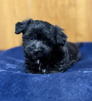 Eleanor, a female Morkie for sale in Beebe, AR – 9 of 10