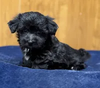 Eleanor, a female Morkie for sale in Beebe, AR – 6 of 10