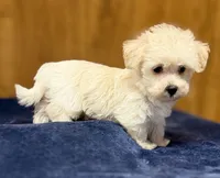 Theo, a male Morkie for sale in Beebe, AR – 3 of 5