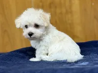 Theo, a male Morkie for sale in Beebe, AR – 1 of 5