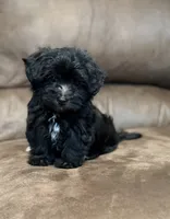 Eleanor, a female Morkie for sale in Beebe, AR – 3 of 10
