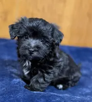 Eleanor, a female Morkie for sale in Beebe, AR – 2 of 10