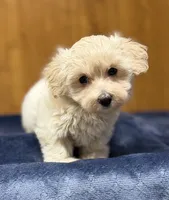 Sterling, a male Morkie for sale in Beebe, AR – 4 of 10