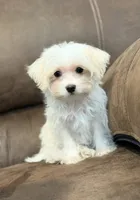 Annie, a female Morkie for sale in Beebe, AR – 3 of 7